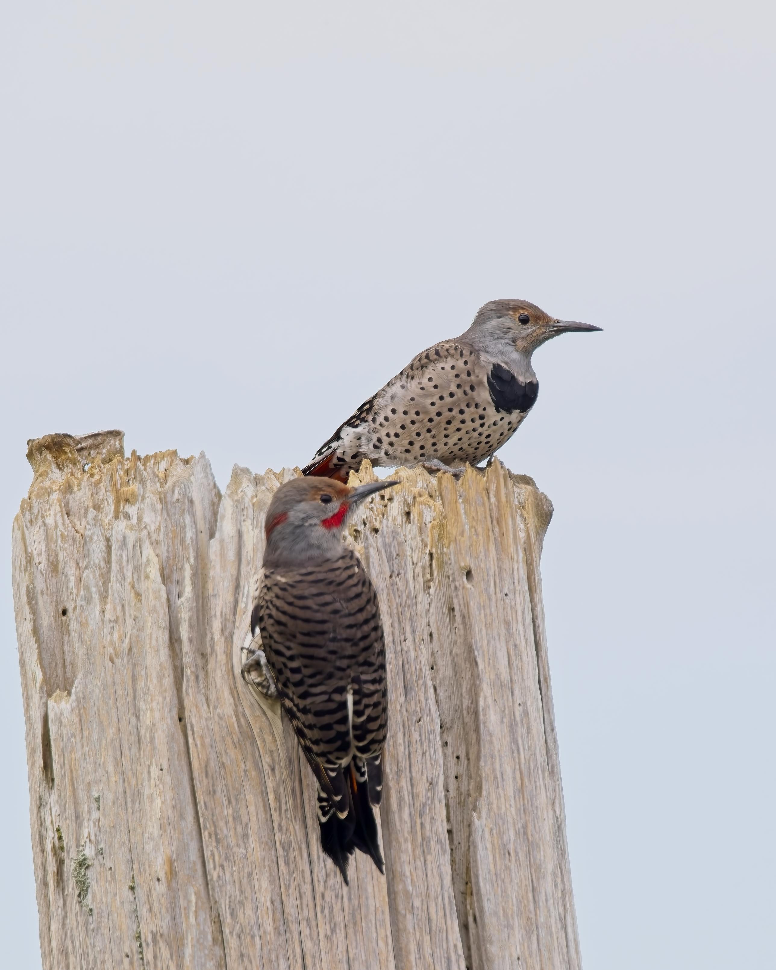 A pair of wood peckers, in this case Northern Flickers, atop a wooden post against a featureless sky