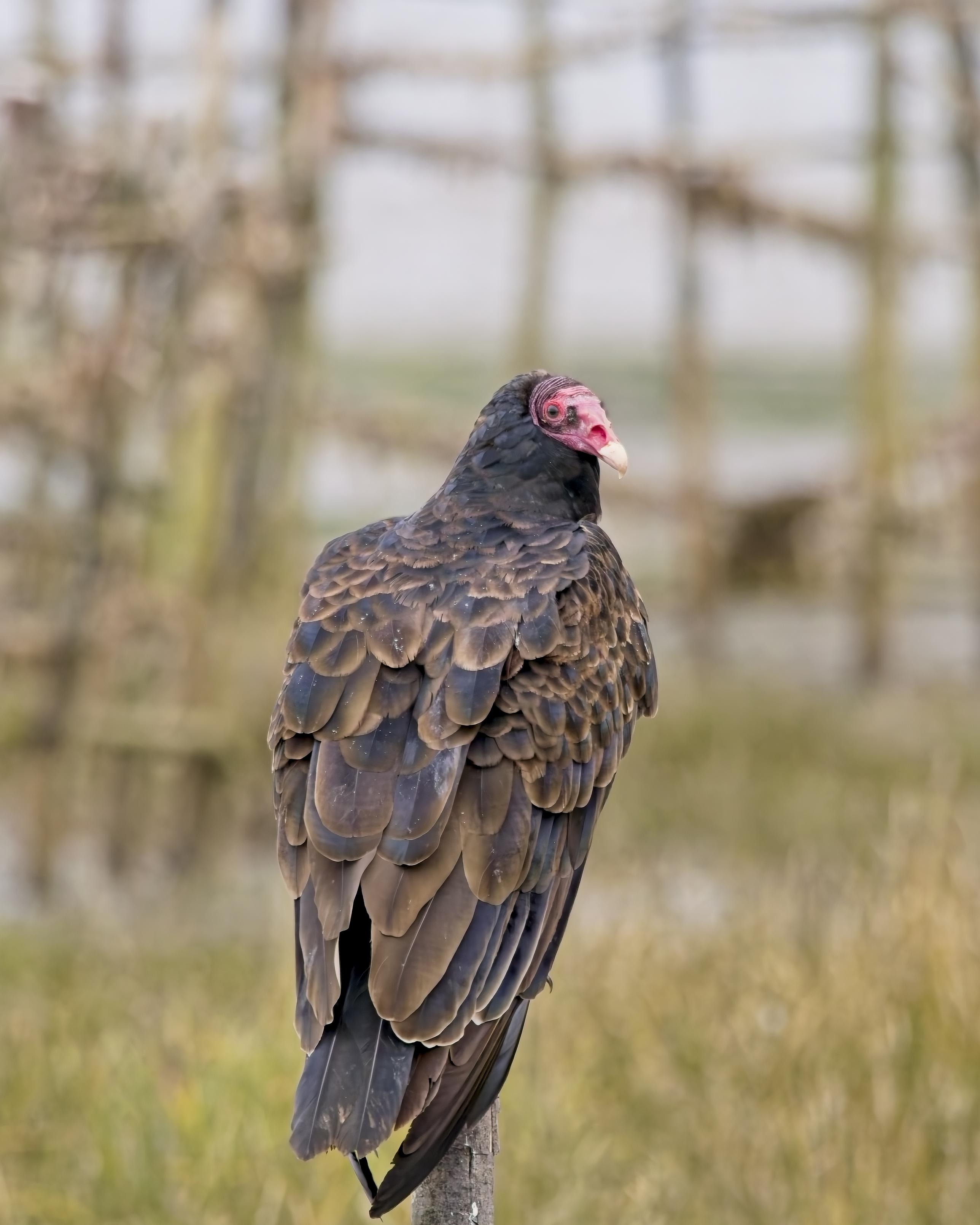A large Turkey Vulture looks back at me over its shoulder. A large carrion bird with black and brown feathers and a stark red bald head