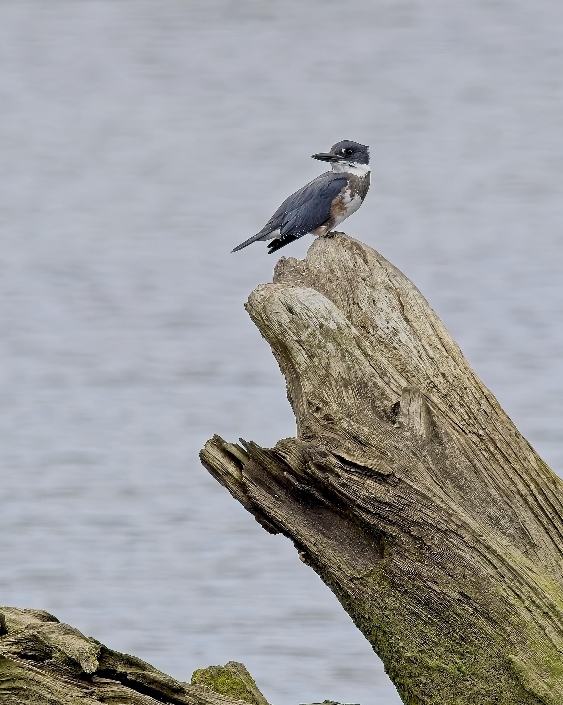 A Belted Kingfisher takes a break on some driftwood in a pond