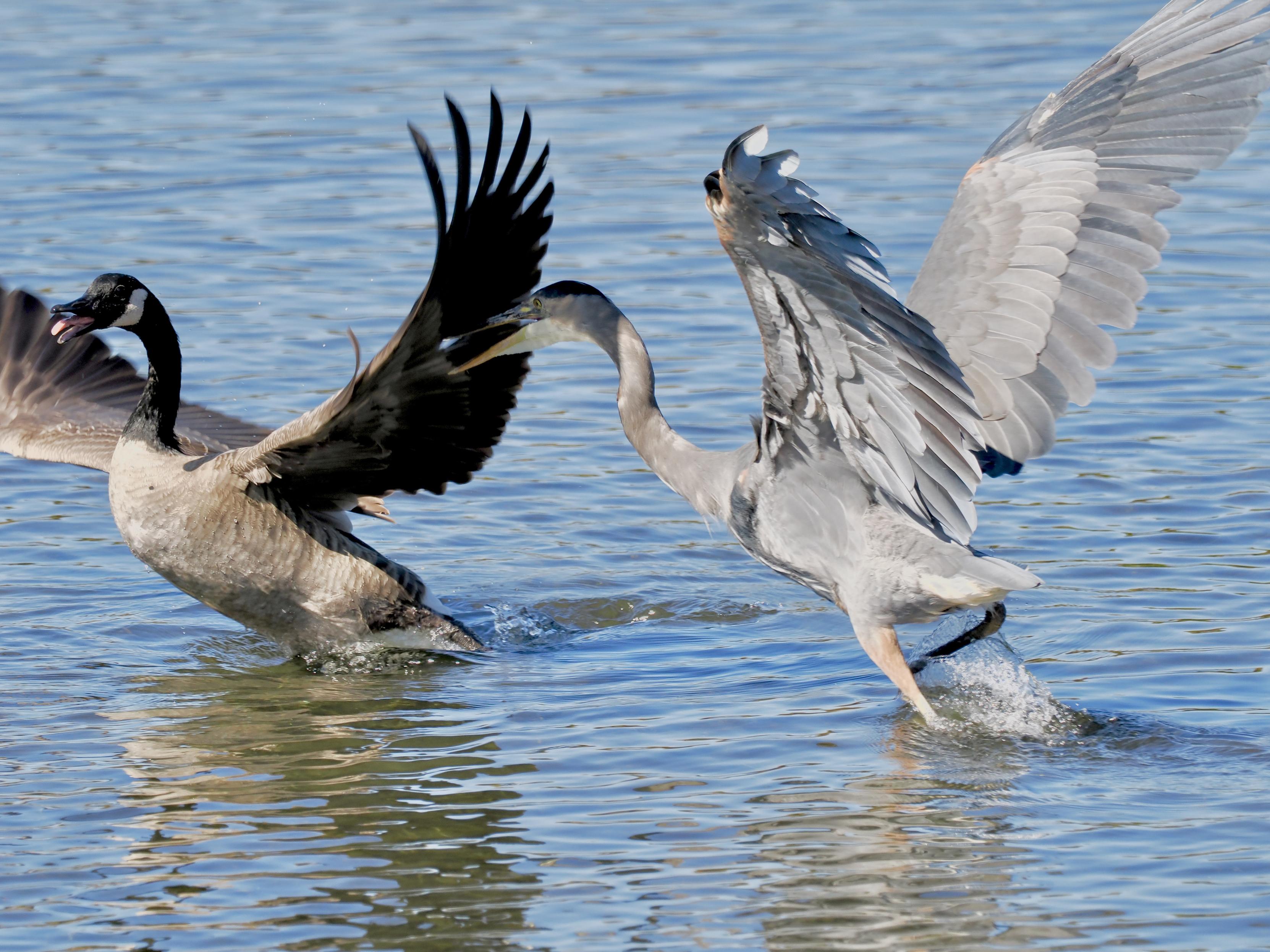 Great Blue Heron chases off a Canada Goose