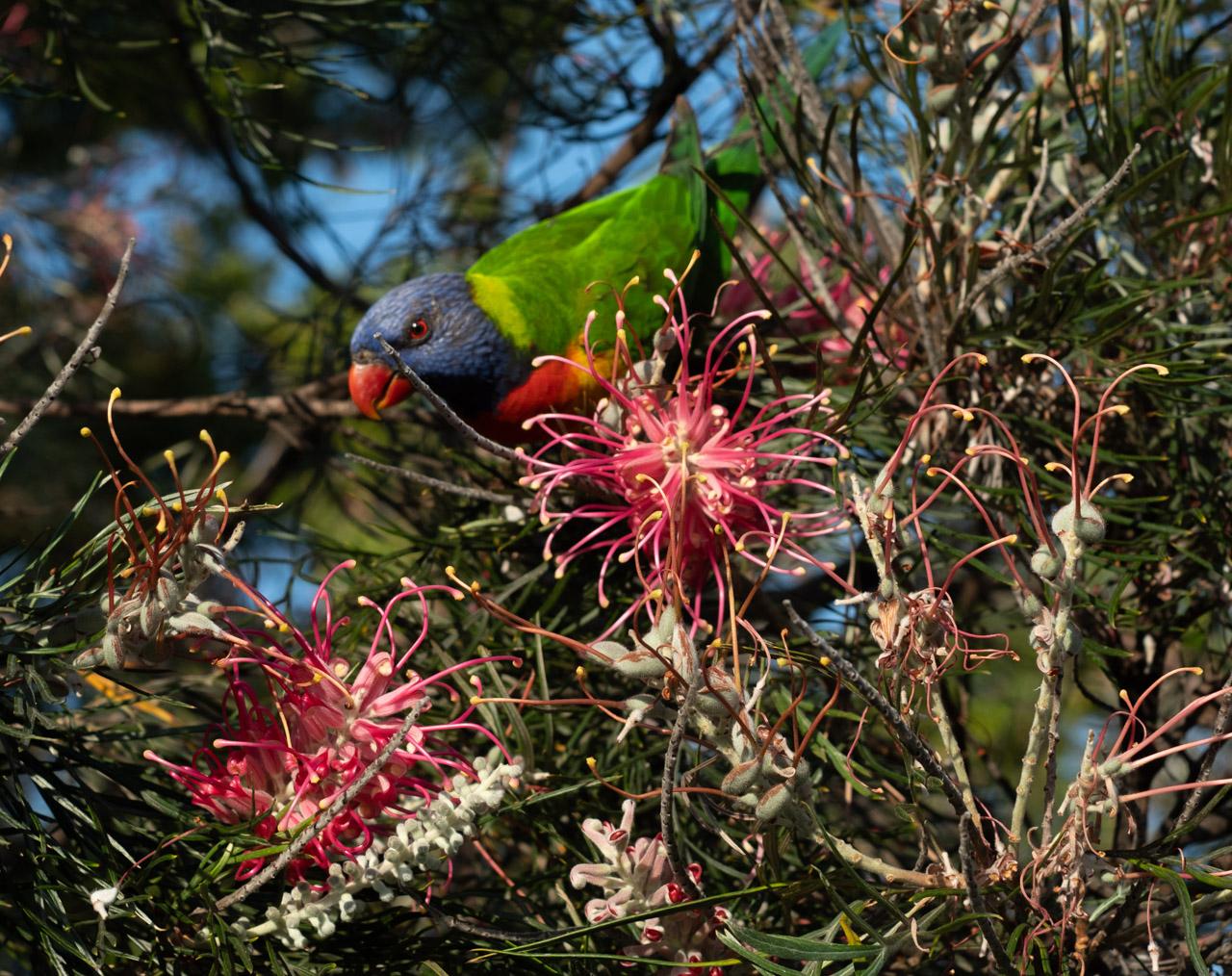 A lorikeet among red and green foliage.