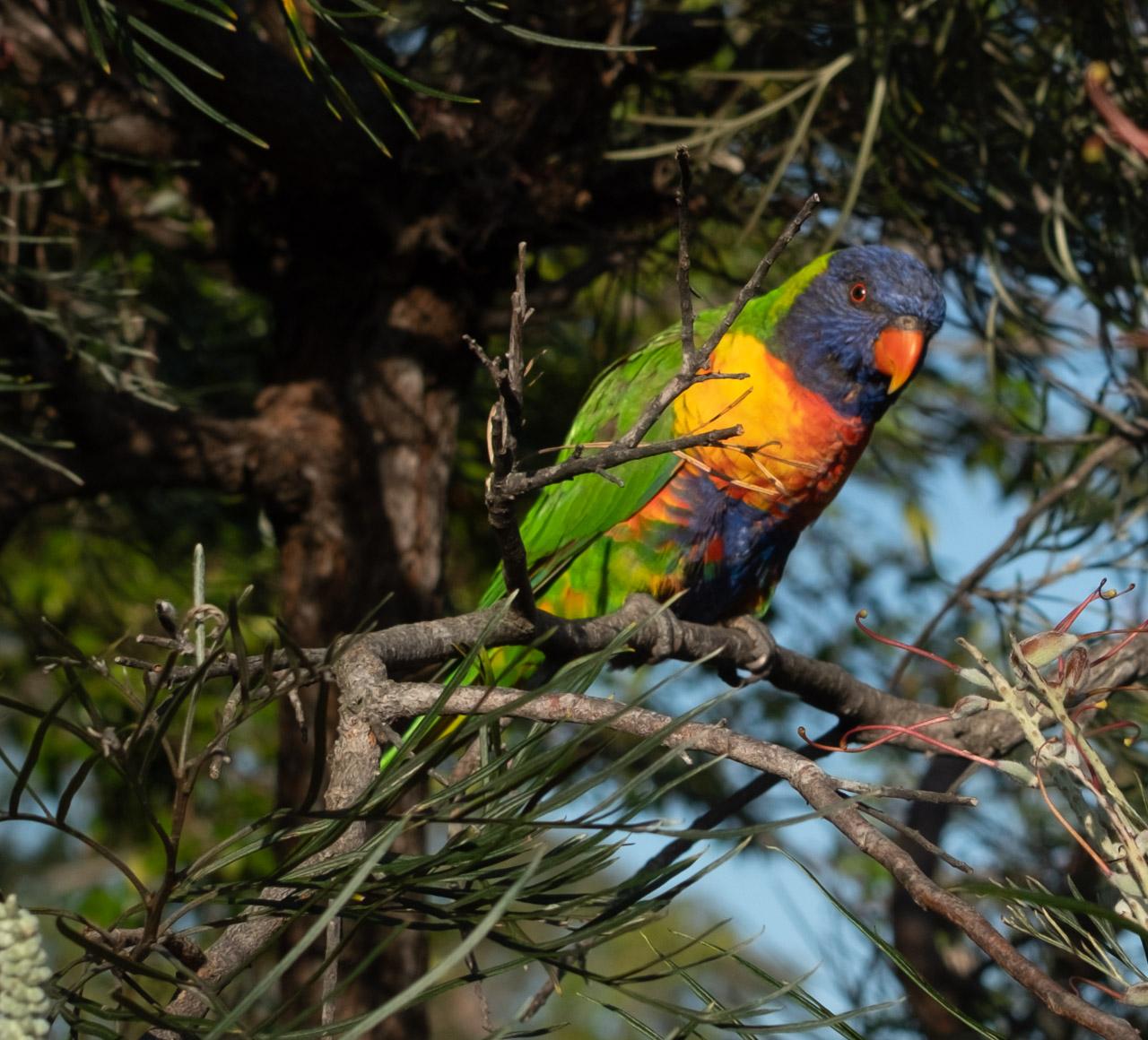 A lorikeet considers the photographer.