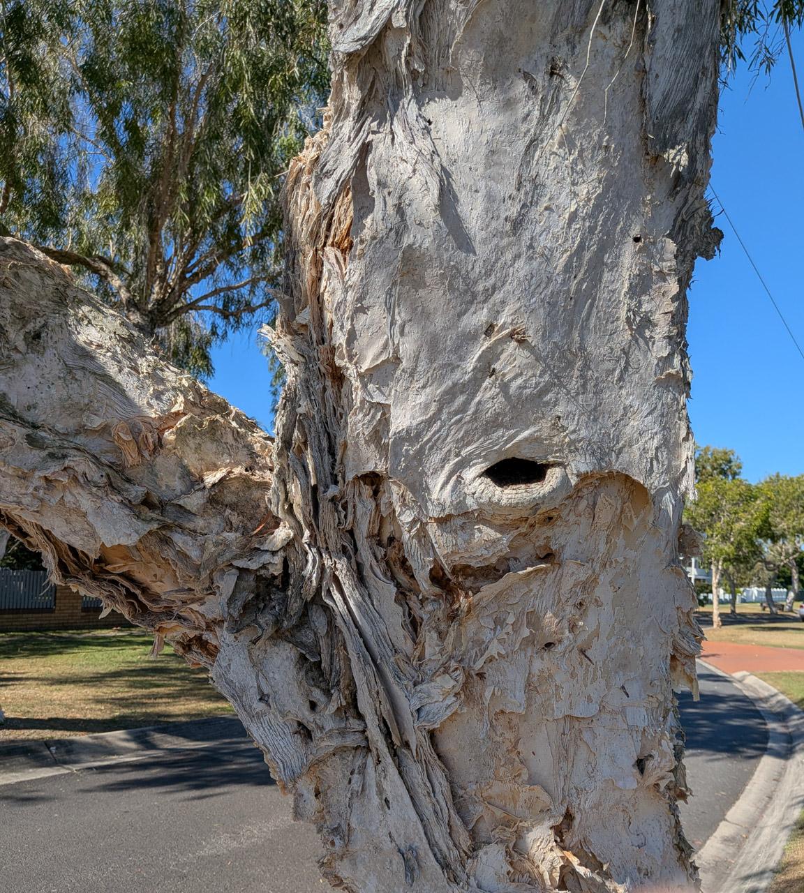 A tree covered with peeling white bark.