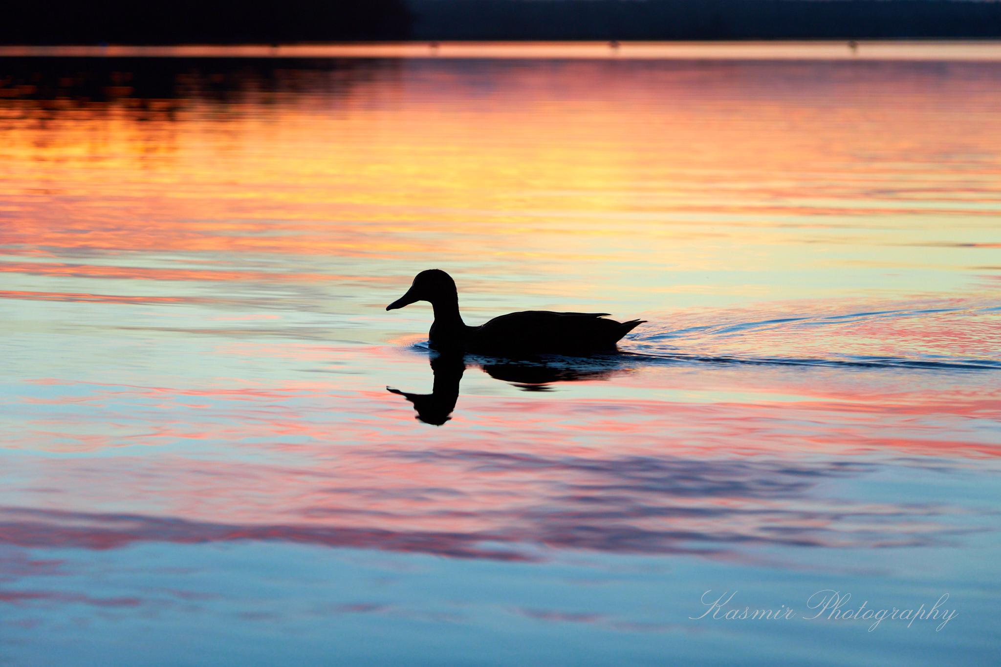 Photo of a duck in silhouette, floating in a lake where the beautiful sunset is being reflected. The slightly rippled lake surface has a mix of oranges, yellows, and reds at the top and progressing to light and dark blues at the bottom.