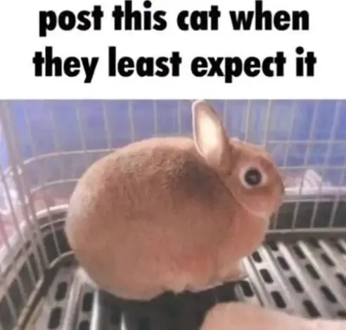 Posted media