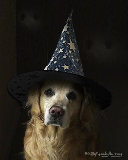 Original alt txt: That handsome Golden face, looking directly at the camera, against a black background, with light coming in from the side.  He very much wants the biscuit you have in your hand.
My addition: Czar is now wearing a wide brimmed, tall witches hat in a dark blue with golden stars on it.