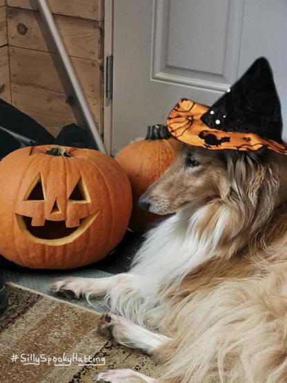 Original alt txt: Boomer the collie sits at attention, head up and ears perked.
My addition: Boomer now sits by a large carved pumpkin, and is wearing a witches hat with an orange brim with spooky black designs on it.
