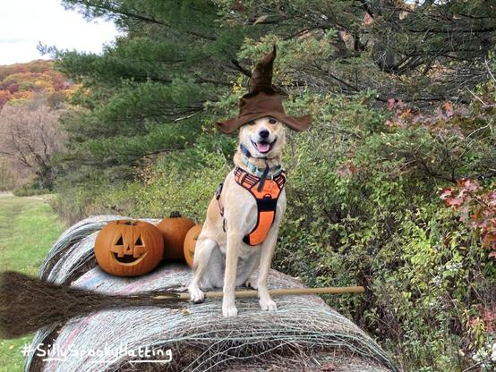Original alt txt: Gold and white red heeler mix dog sitting upright on top of a Haybale. She is surrounded by autumn foliage.
My addition: Sadie is now wearing a dark brown slightly floppy witches hat, and is sitting with a paw on a witches broomstick resting across the haybale.There are some carved pumpkins behind her.