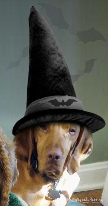 Original alt txt: A red Vizsla dog
My addition: Toby is now wearing a very tall and narrow brimmed witches hat with a bat motif on the dark grey band. There are also faint bat motifs on the wall behind.