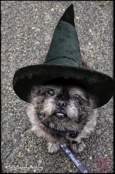 Original alt txt: Monty the small gray shih tzu smiling at me
My addition: Monty is now wearing a tall, wide brimmed, black witches hat