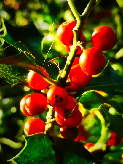 Im Vordergrund sind mehrere leuchtend rote Beeren an einem grünen Zweig zu sehen. Die Blätter sind dunkelgrün und haben gezackte Ränder. Sonnenlicht fällt auf die Beeren und Blätter, wodurch kräftige Farbkontraste entstehen. Der Hintergrund ist unscharf und zeigt weitere grüne Pflanzen.