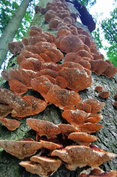 Große Ansammlung von braunen Pilzen mit fächerförmigen Hüten wächst dicht an einem Baumstamm. Die Lamellen sind deutlich sichtbar und verlaufen parallel zur Rinde. Im Hintergrund sind grüne Blätter und weitere Bäume zu erkennen.