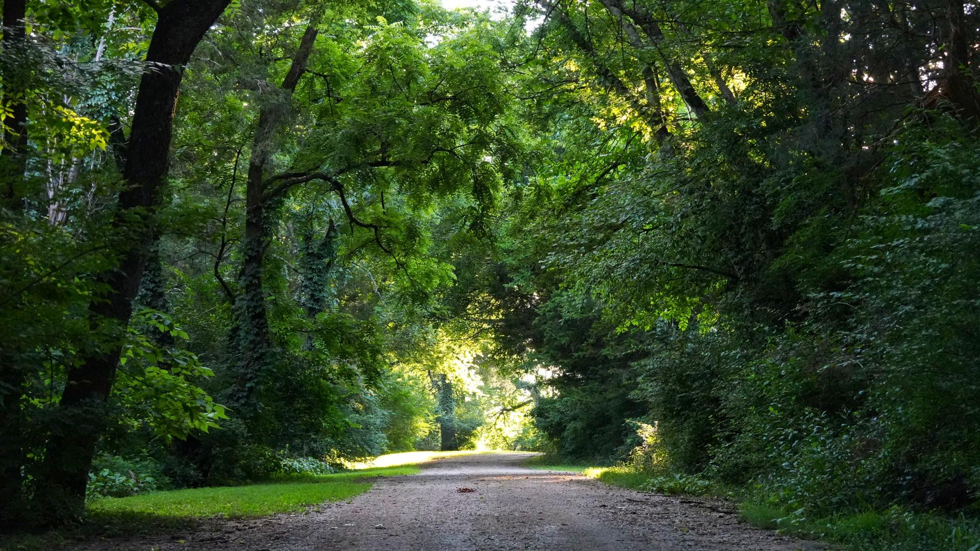 Country road surrounded by luscious green trees.