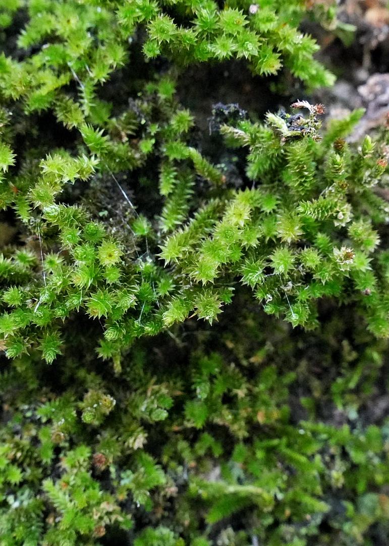 Close up photo is moss on a log.