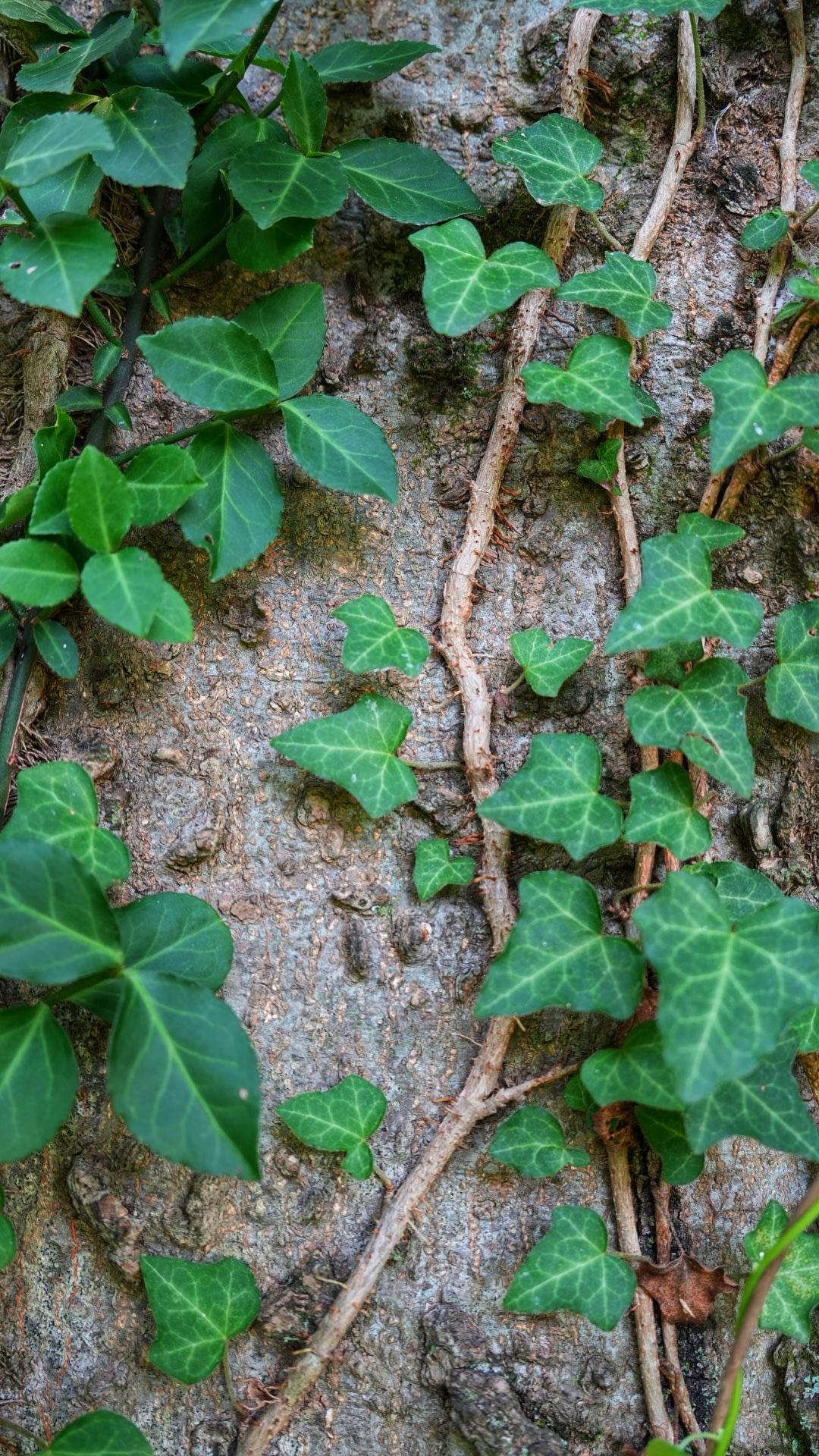 Ivy crawling up a tree. It is green.