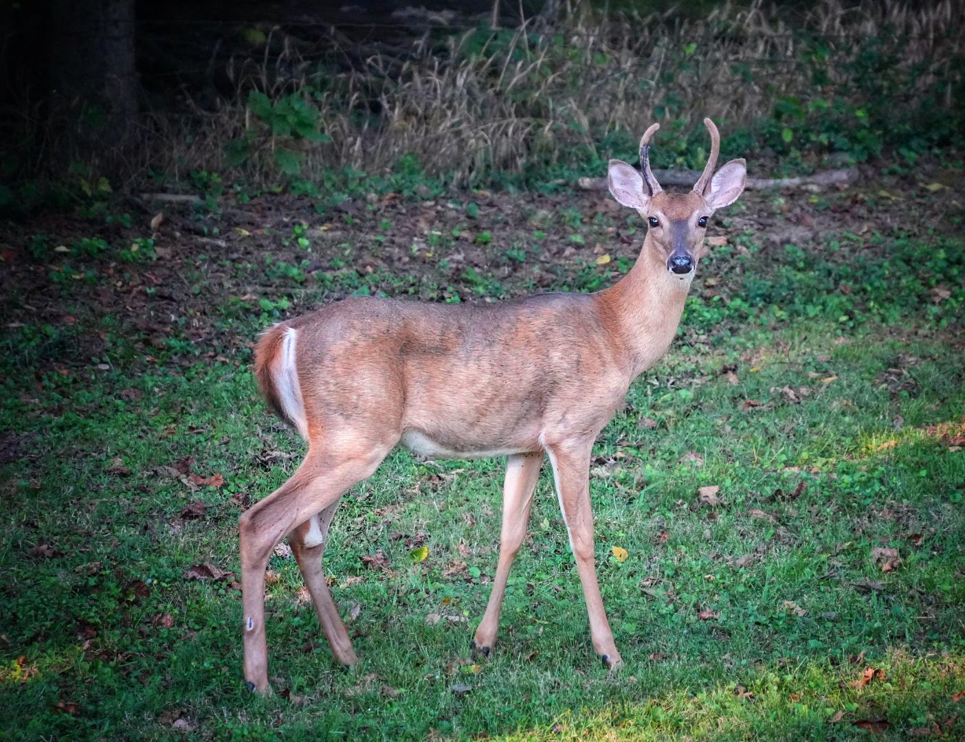 Close up photo of a small buck with little antlers.