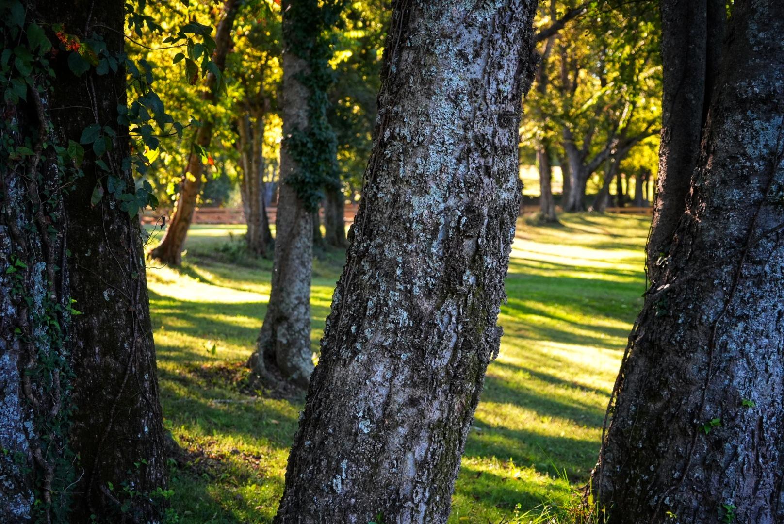 Close up of trees with green grass in background.