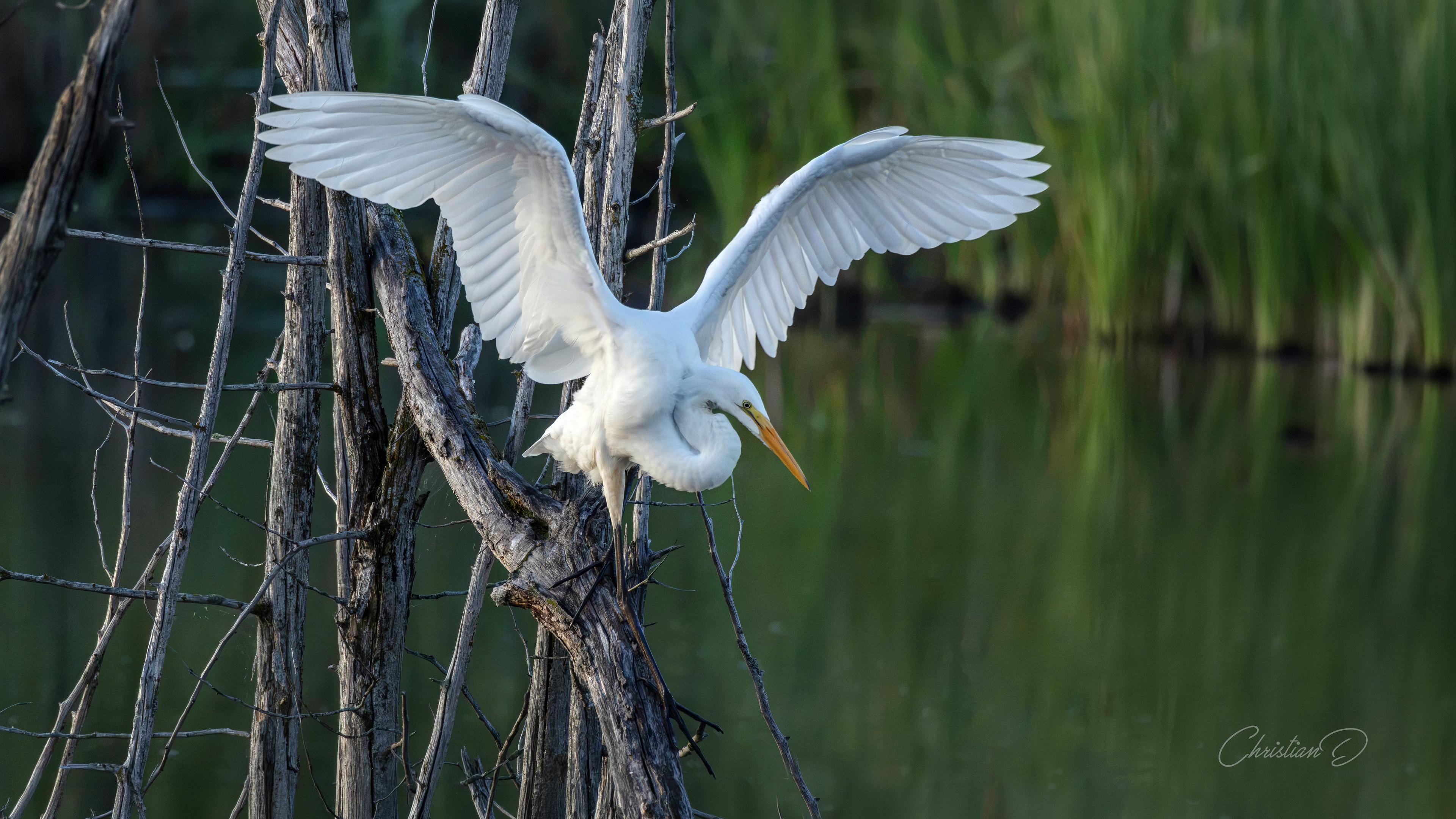Éventail de lumière sur un perchoir de bois mort, la grande aigrette déploie son alphabet de plumes, un geste lent, comme on entrouvre un secret, afin de saluer le marais qui la reçoit avec la patience des lieux anciens, ceux qui savent reconnaître la grâce quand elle se pose.