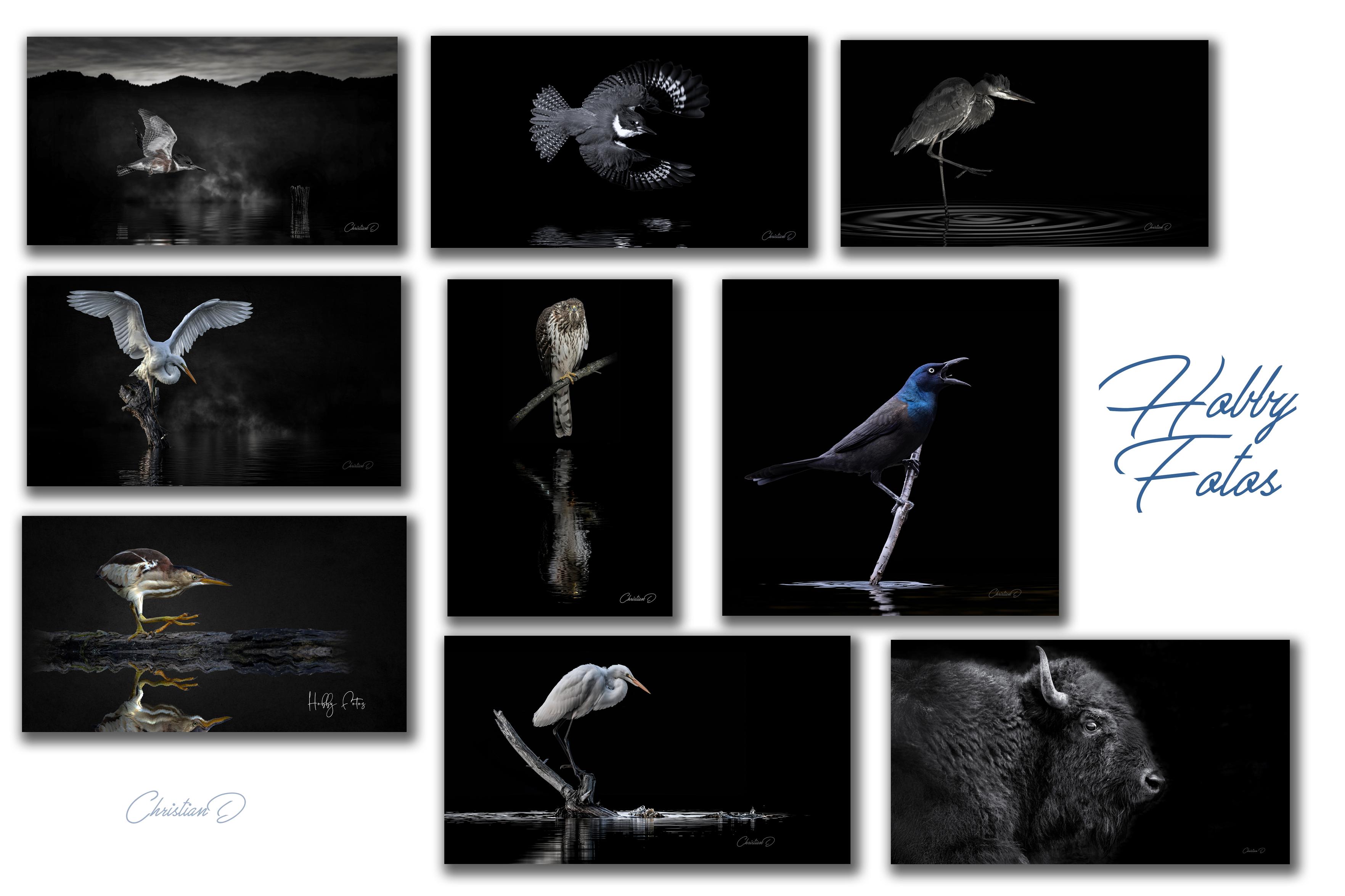 Sur le velours du noir, les silhouettes animales surgissent comme des constellations terrestres. Hérons, bison et oiseaux d’eau deviennent des éclats de vie suspendus, sculptés par la lumière. Une galerie nocturne où chaque regard, chaque plume, chaque reflet respire la majesté sauvage.