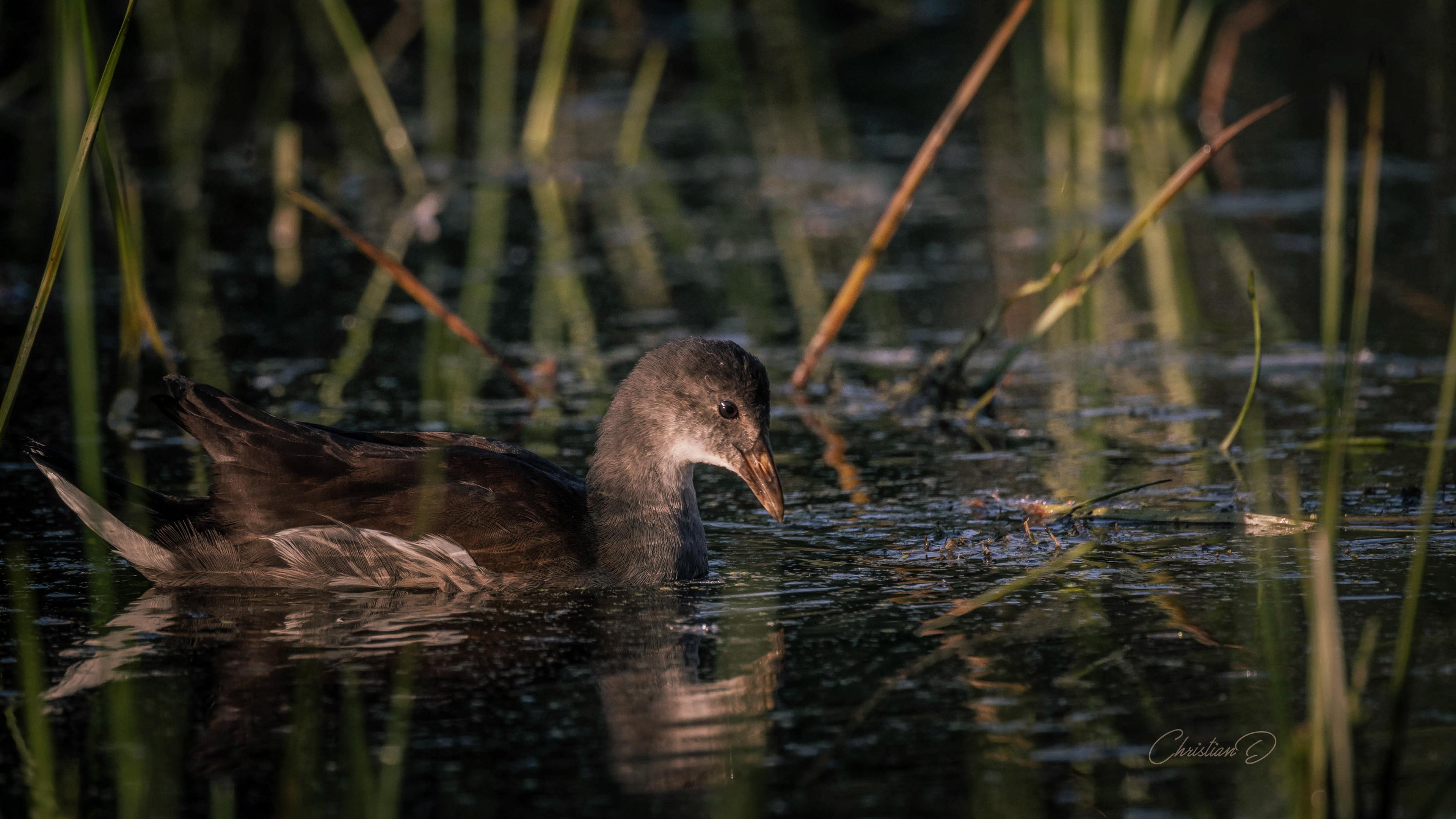 Jeune gallinule en apprentissage du monde, glissant entre les roseaux au petit matin comme une pensée encore timide.