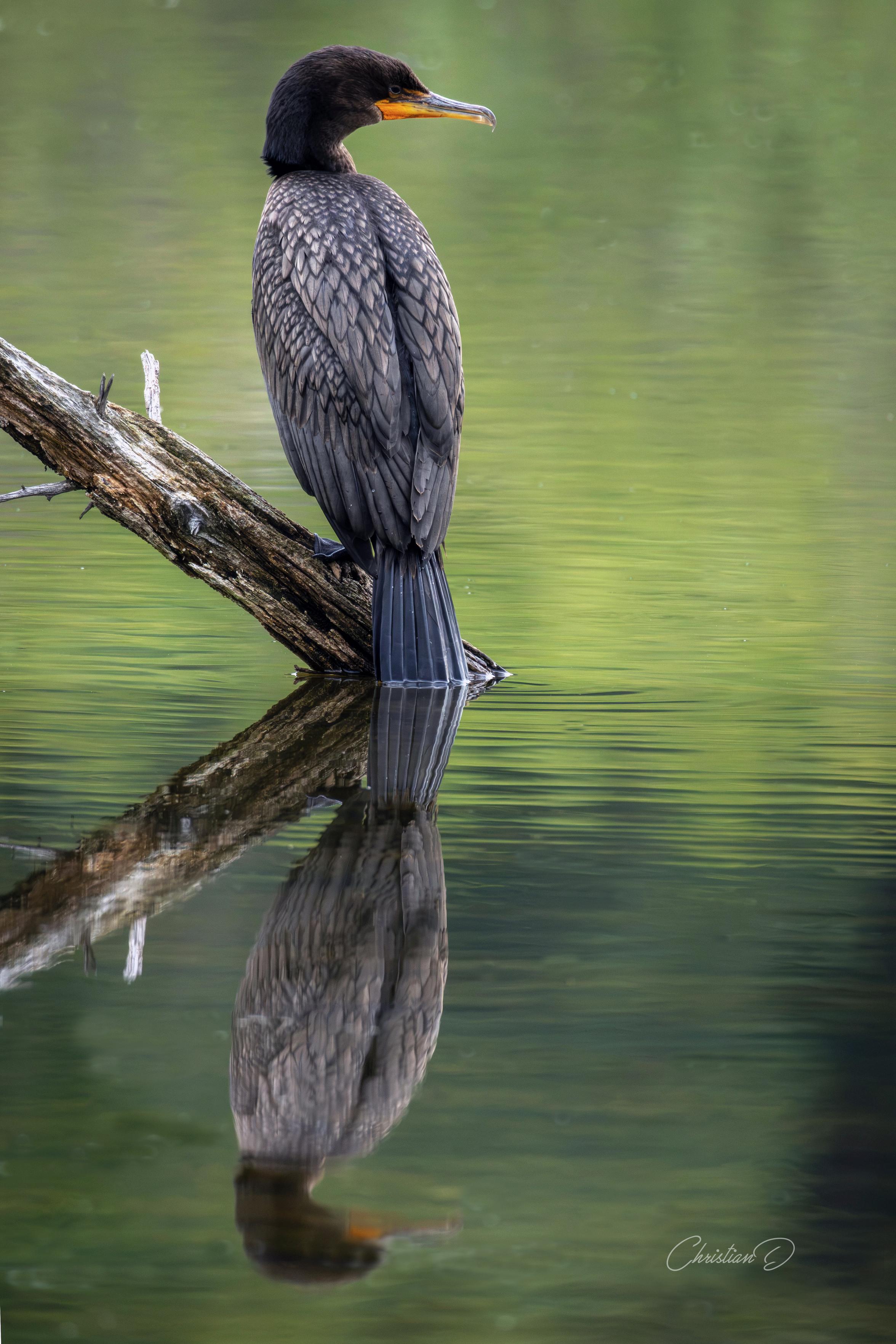 Sous la branche inclinée, le cormoran médite, et le marais lui rend son secret en miroir.