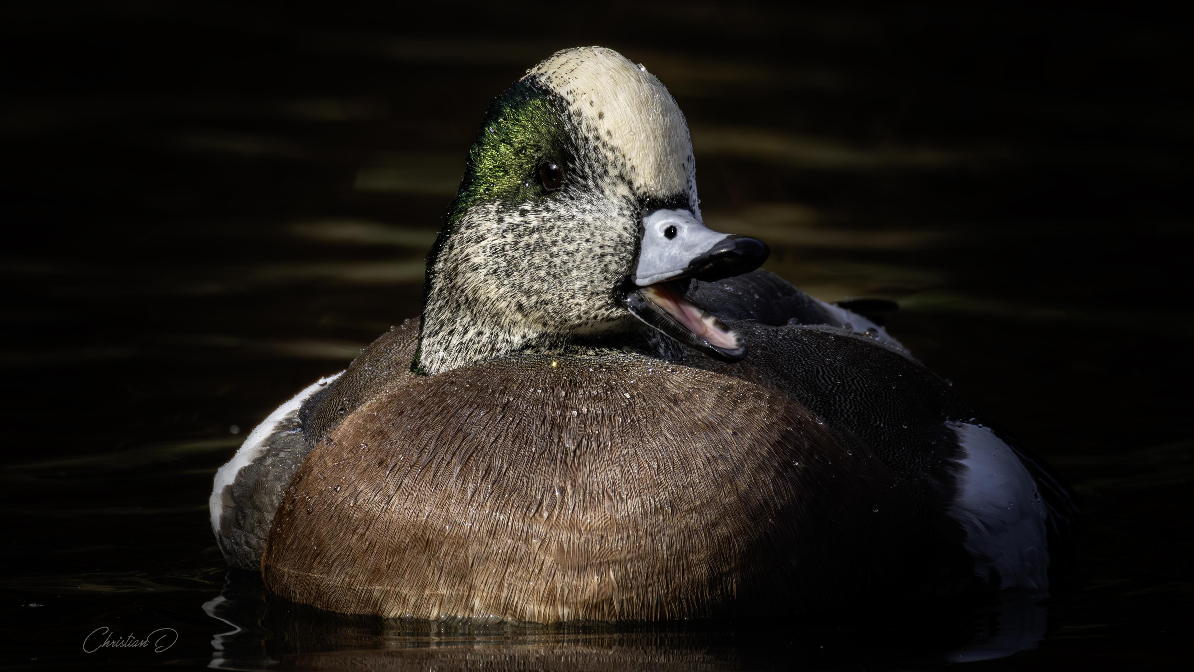 Un petit éclat d’aube sur l’eau : le Canard d’Amérique ouvre le bec comme pour raconter le secret du marais.