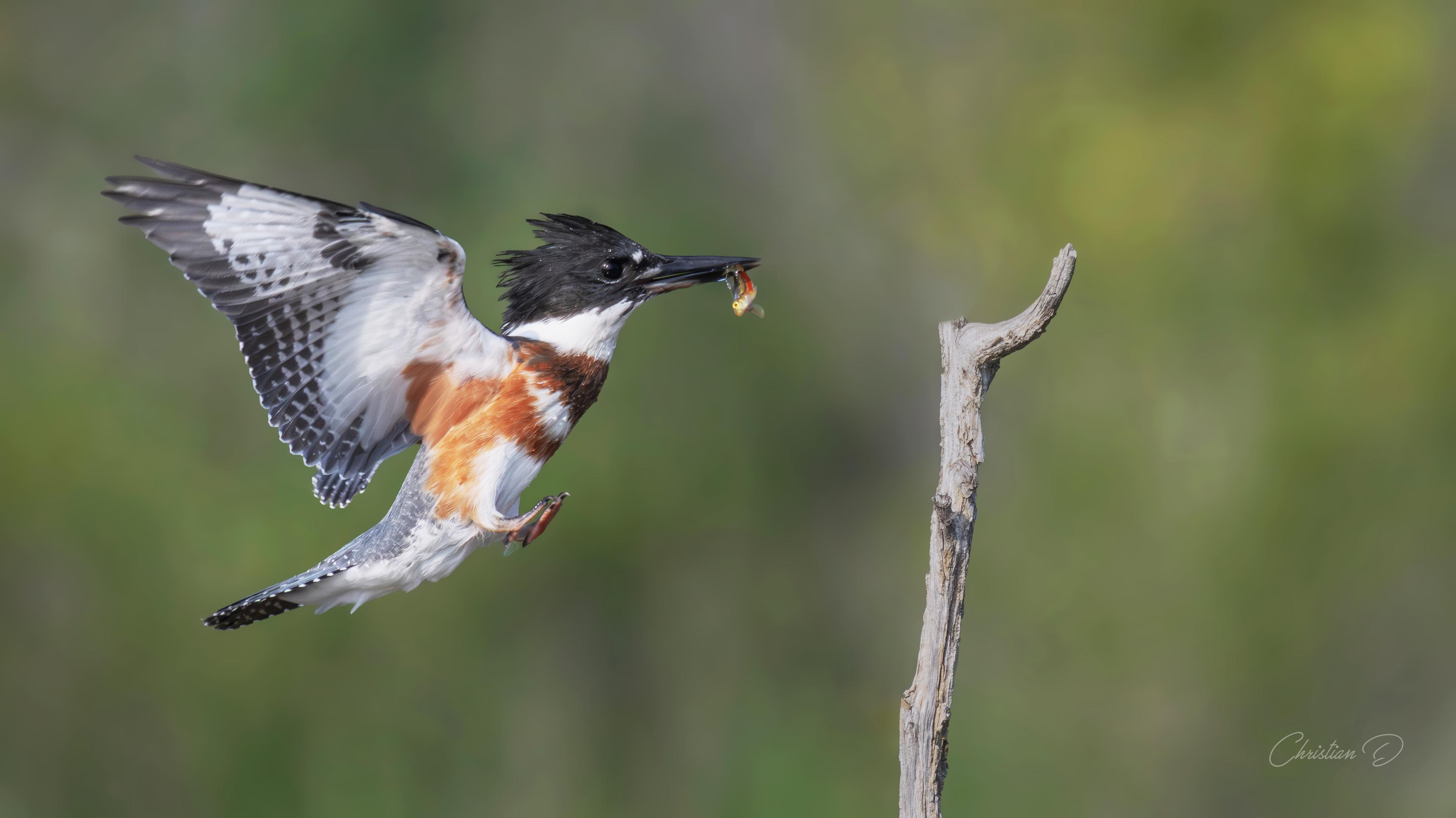 Martin‑pêcheur d’Amérique capturant sa proie, ailes tendues et regard rivé sur le perchoir où il s’apprête à se poser.