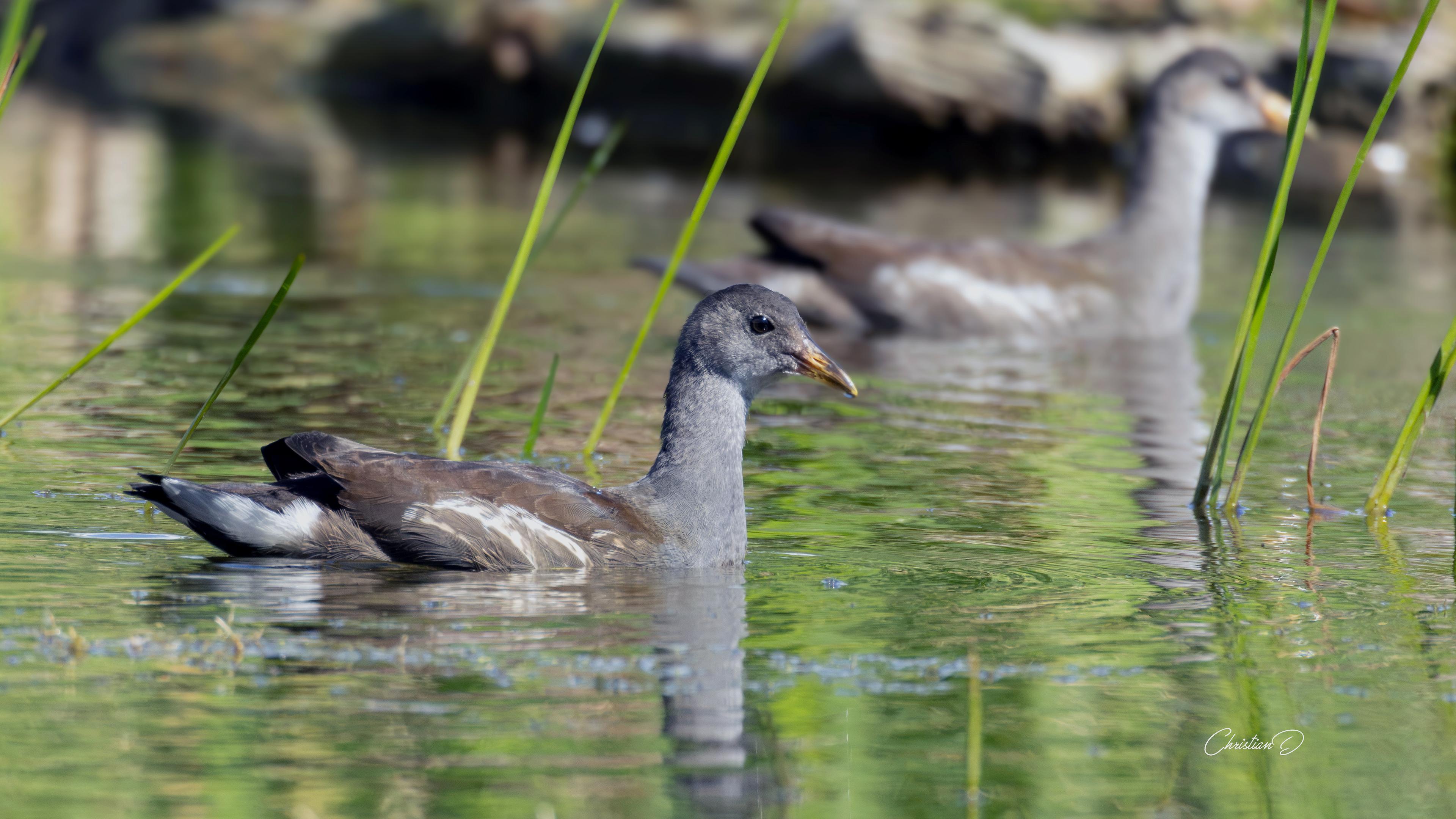 Dans l’eau verte du marais, la petite Gallinule avance avec prudence, comme si chaque ondulation du marais lui rappelait que grandir est une affaire de nage lente et d’audace mesurée.