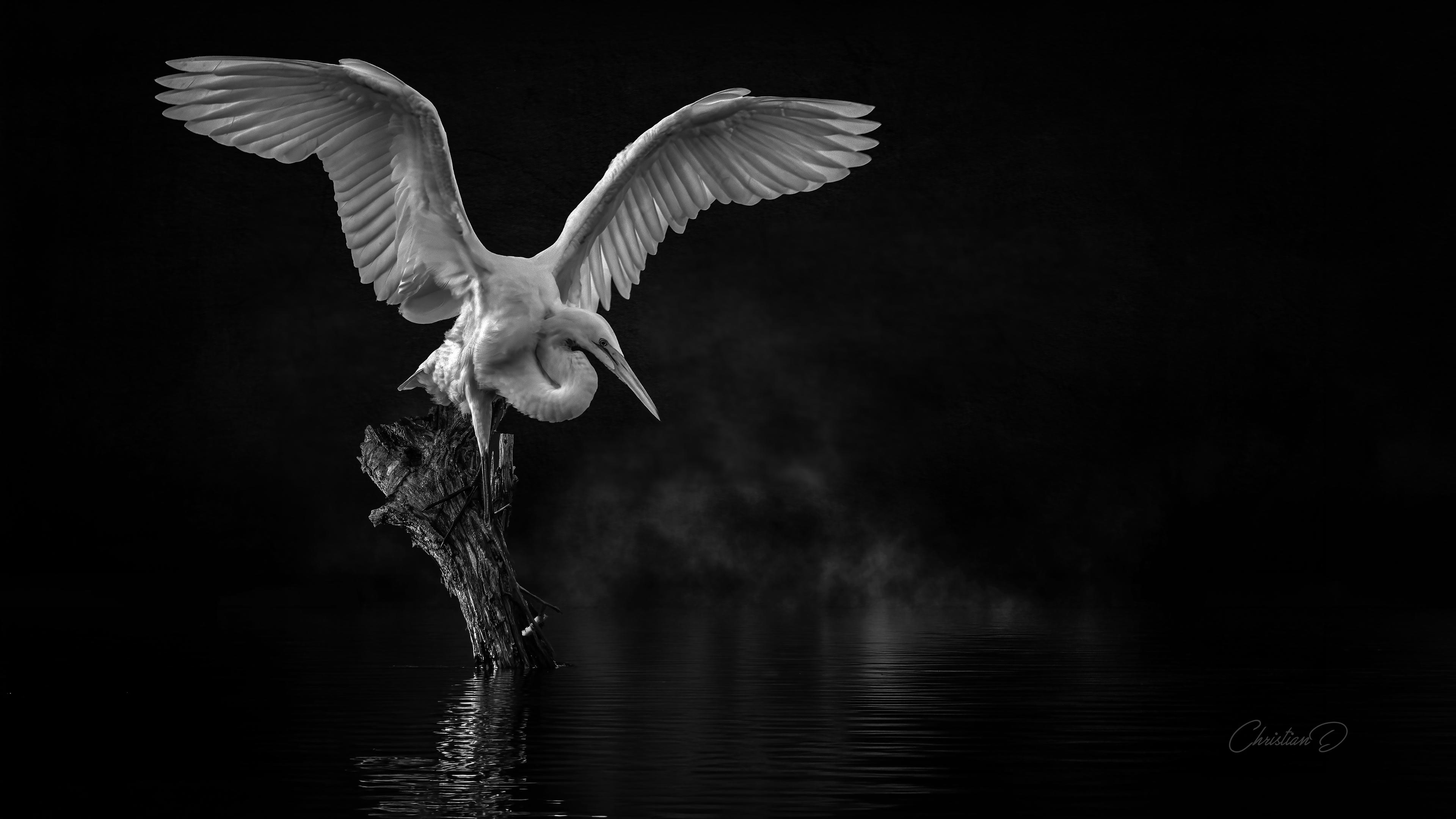 L’aigrette ouvre ses ailes comme on ouvre une confidence trop lourde : avec la grâce d’un mensonge bien intentionné.