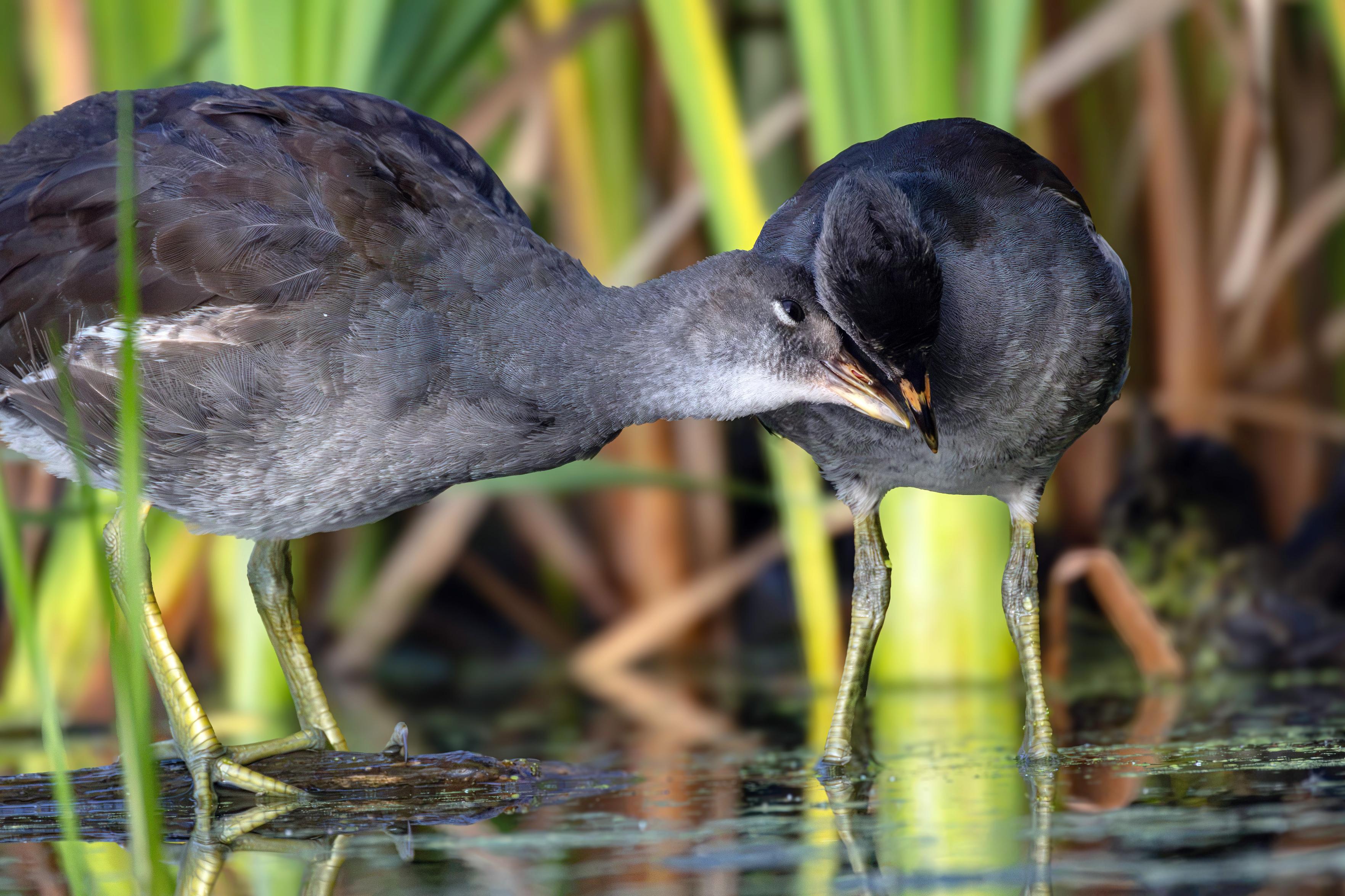 Dans la lumière verte des roseaux, la grande sœur penche son cou comme une étreinte, offrant à son petit frère un gros câlin d’oiseau, discret, mais assez doux pour faire frémir l’eau autour d’eux et tous les photographes présents.