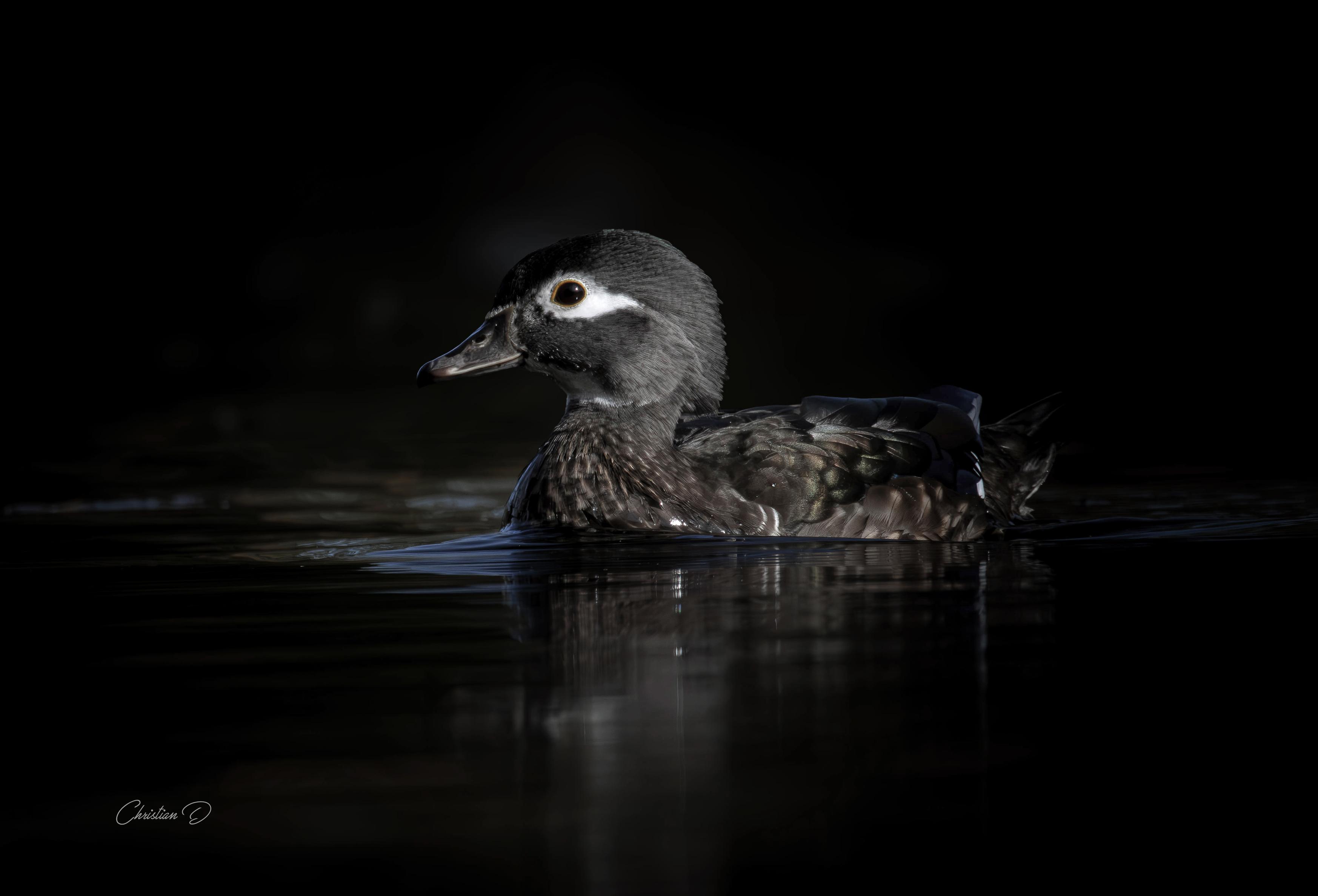 - Canard branchu  (femelle)
Elle avance comme si elle savait qu’elle est le plus belle du marais, et honnêtement, difficile de lui donner tort.