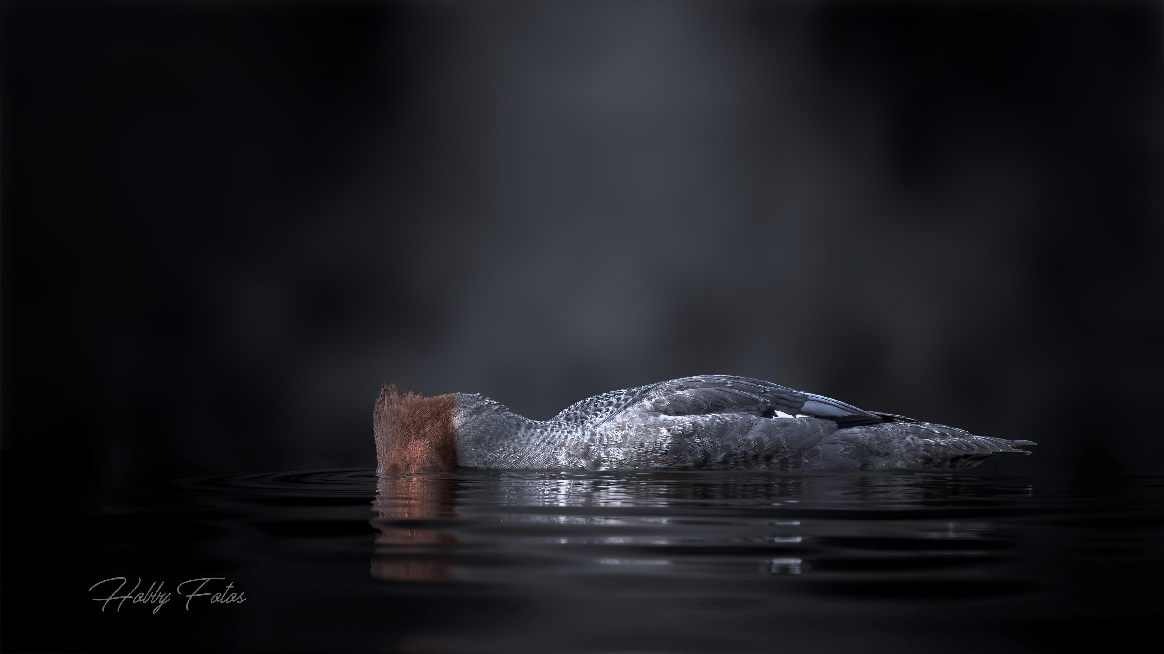 Mais qu’est-ce que c’est cette photo?  
  Un oiseau qui a décidé que la surface n’était pas assez intéressante et qui vérifie, avec un sérieux admirable, si le fond du marais a changé depuis hier.