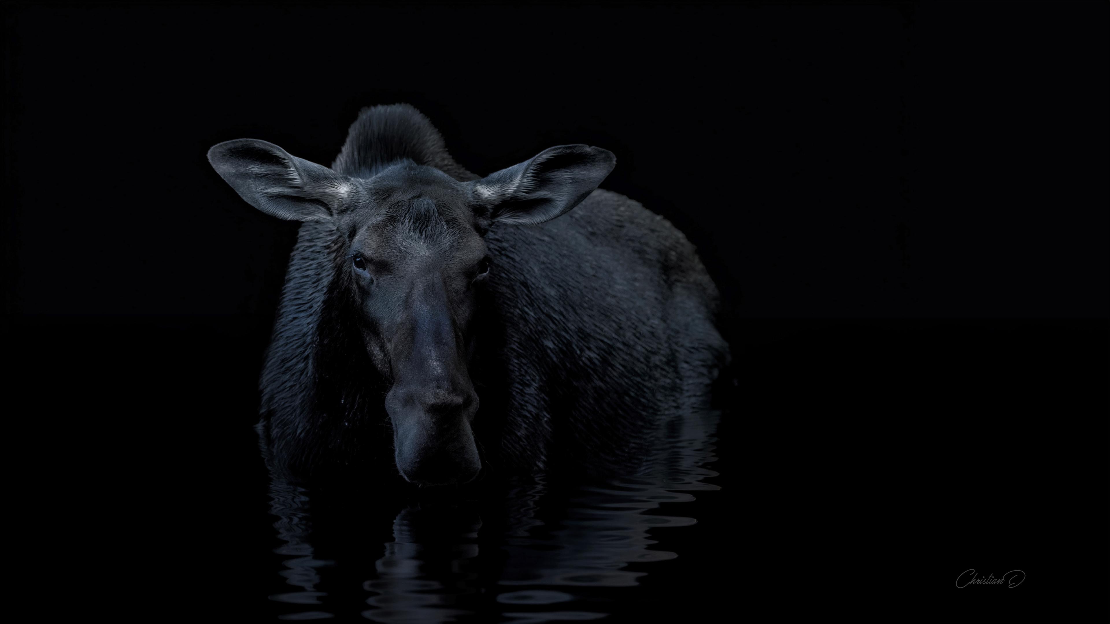 Une silhouette, immobile dans l’eau sombre, 
laisse flotter son reflet. La lumière effleure son encolure, révèle la carte rugueuse de son pelage, et fait de ce moment une apparition, presque sacrée.