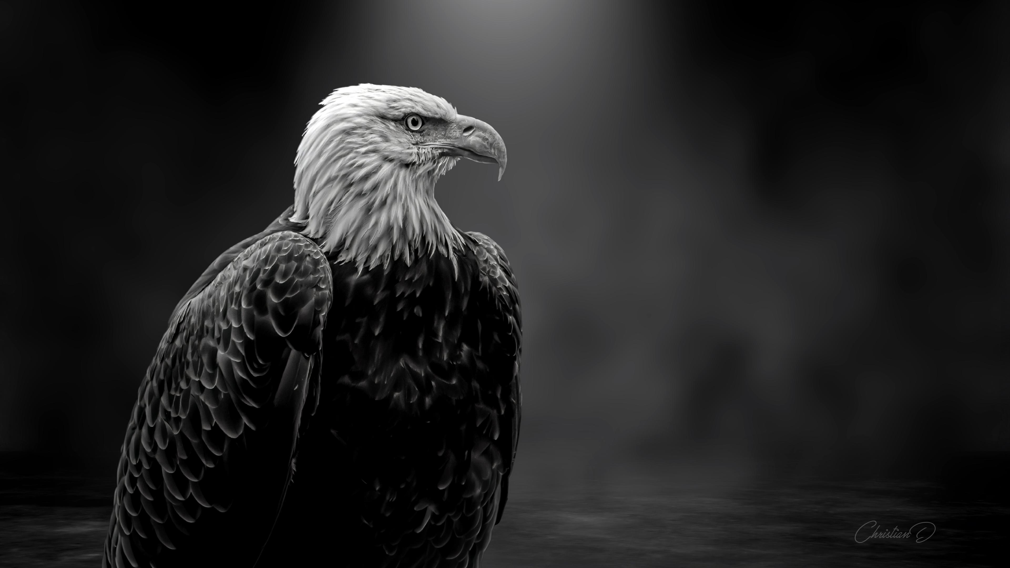 Profil d’un pygargue à tête blanche en veille, regard affûté et plumage sculpté par les saisons, témoin silencieux des territoires qu’il domine.
