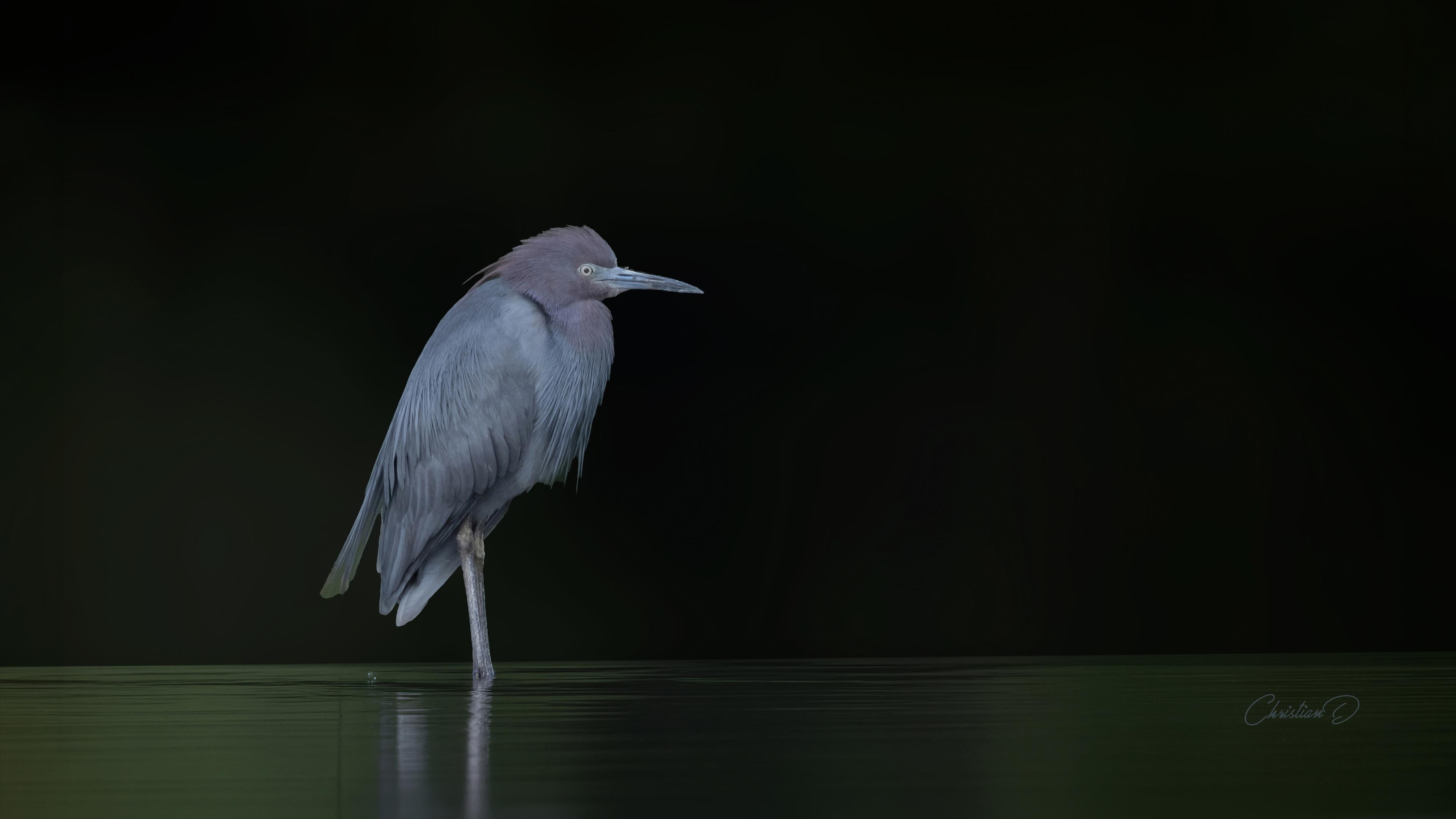 Solitaire dans l’encre du lac, l’aigrette bleue porte la lumière comme un secret que le manque de lumière n’a pas réussi à garder.