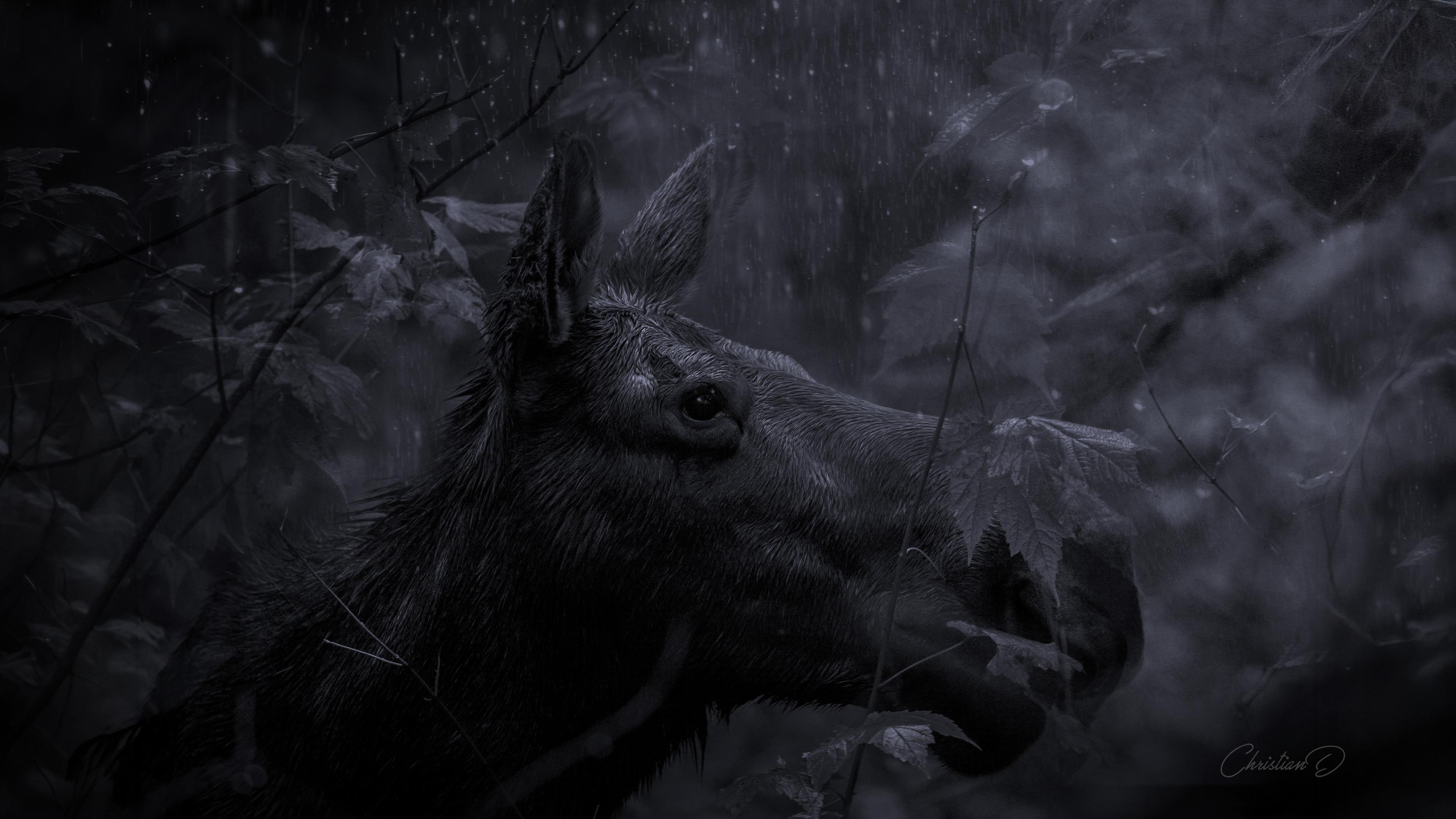La pluie avait convoqué le matin avant l'heure. Entre les érables détrempés, l'orignal avançait sans hâte.