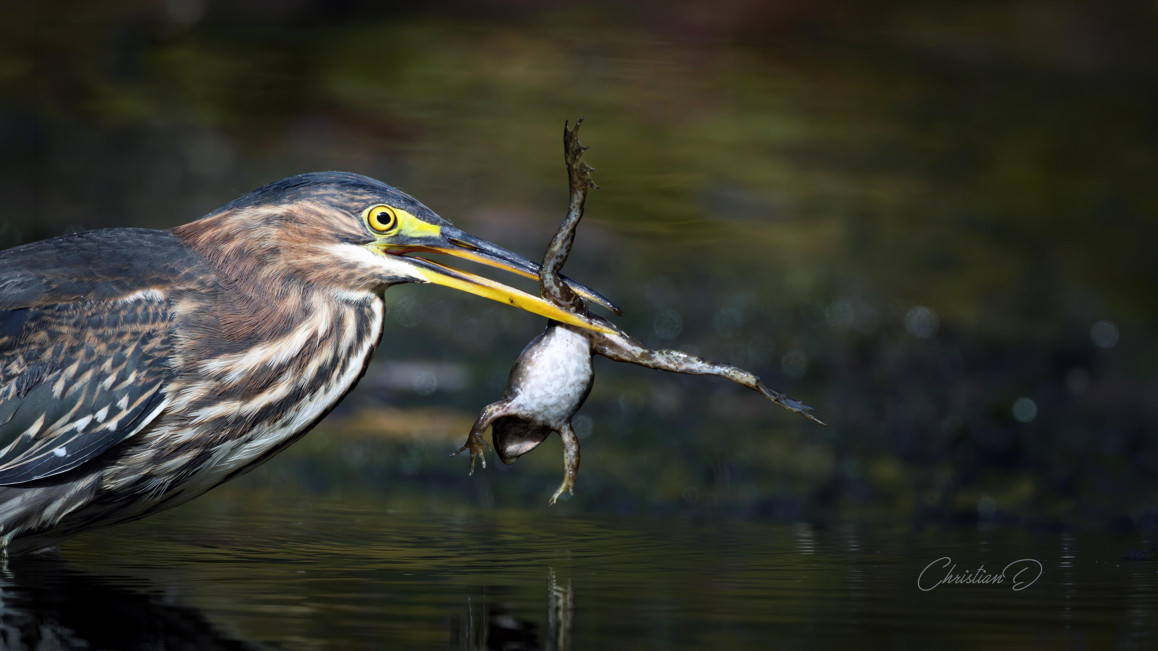 La grenouille rêvait d'horizon. Le Héron vert lui avait préparé une tout autre destination.