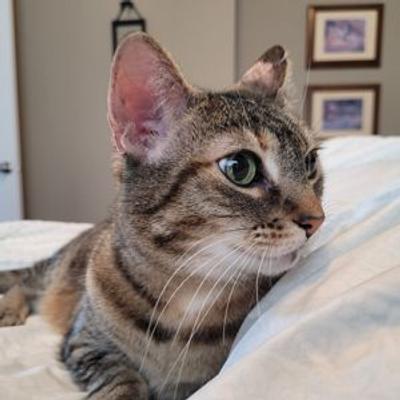 lnklnx@social.lnklnx.com